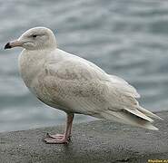 Glaucous Gull