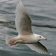 Glaucous Gull