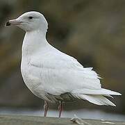 Glaucous Gull