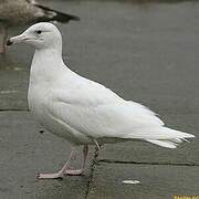 Glaucous Gull