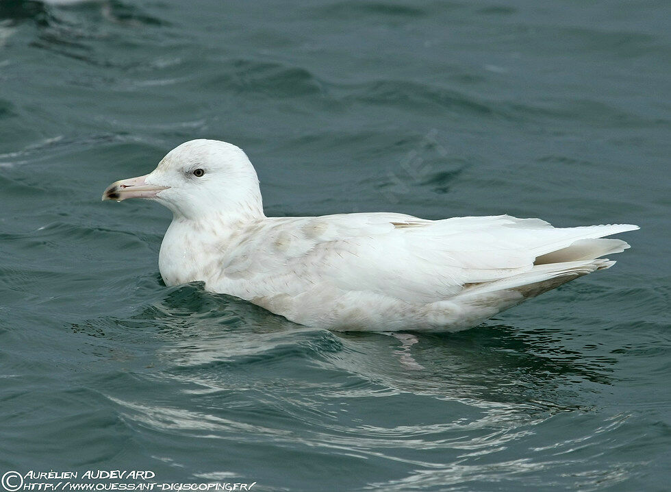 Glaucous Gull