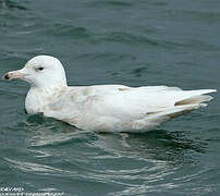 Glaucous Gull