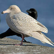 Glaucous Gull