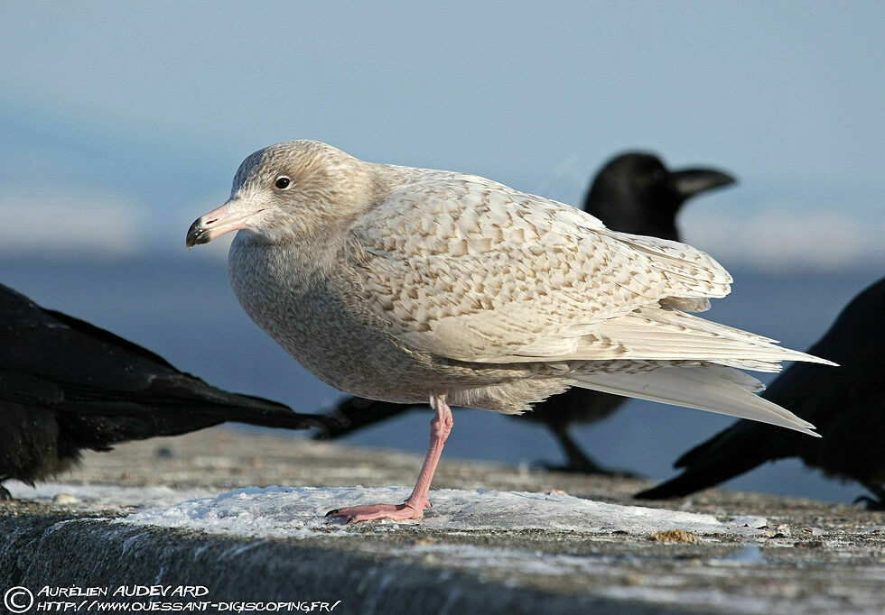 Glaucous Gull