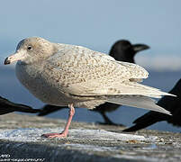 Glaucous Gull