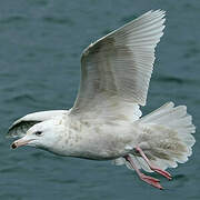 Glaucous Gull