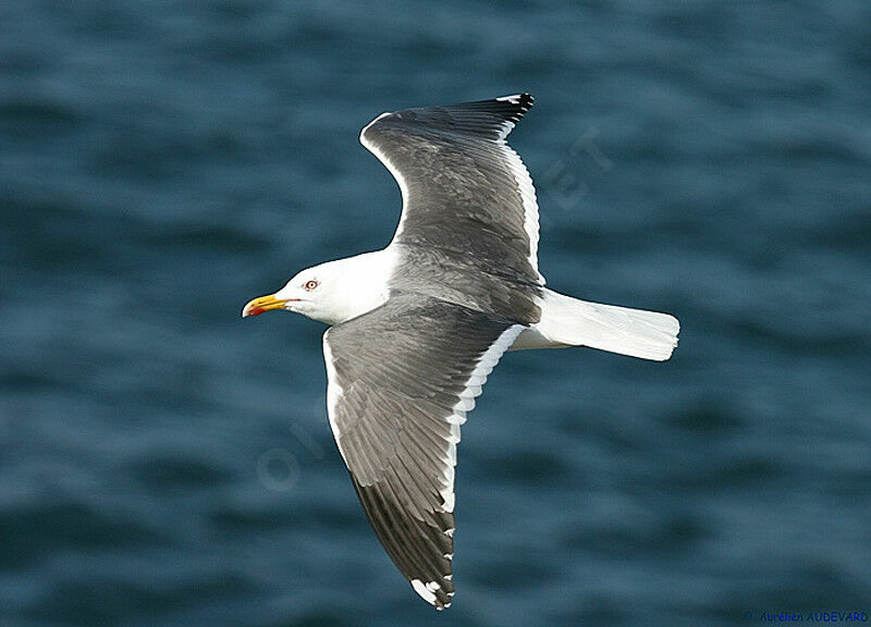 Lesser Black-backed Gull