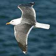 Lesser Black-backed Gull