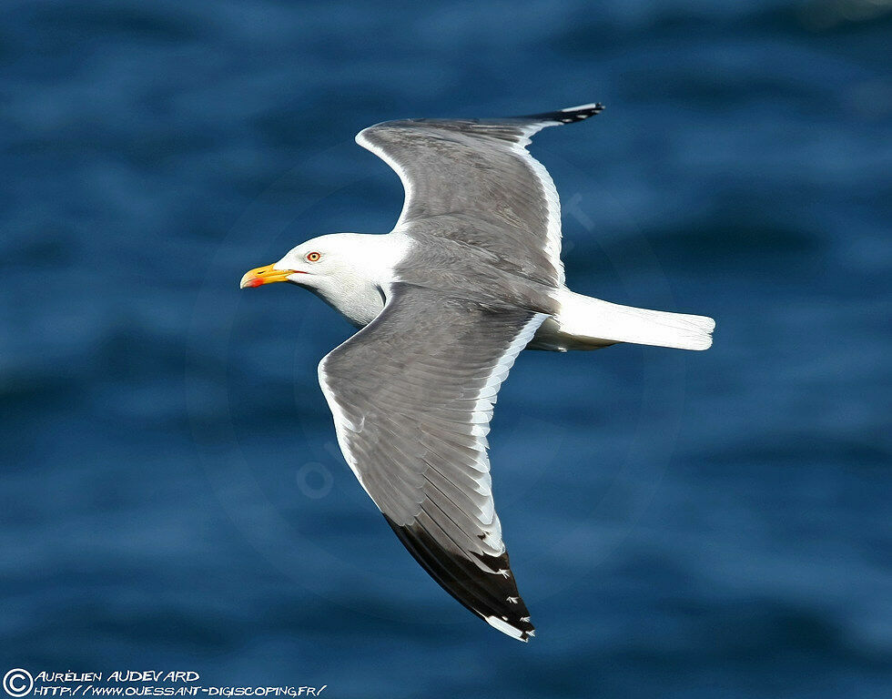 Lesser Black-backed Gull