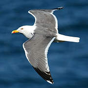 Lesser Black-backed Gull