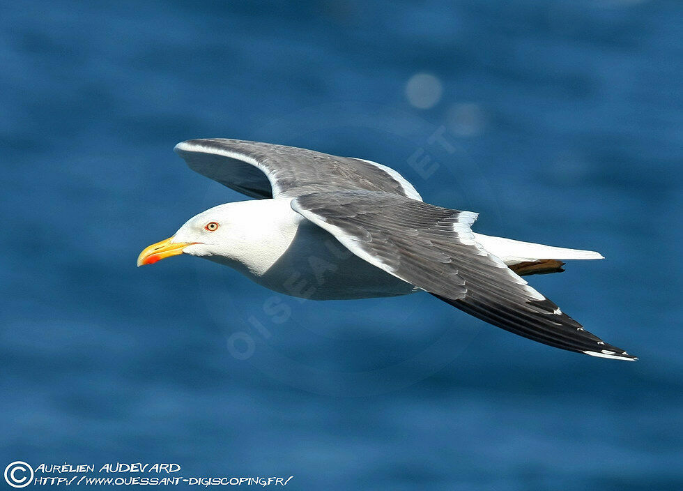 Lesser Black-backed Gull