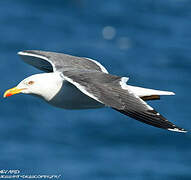 Lesser Black-backed Gull