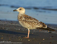 Lesser Black-backed Gull