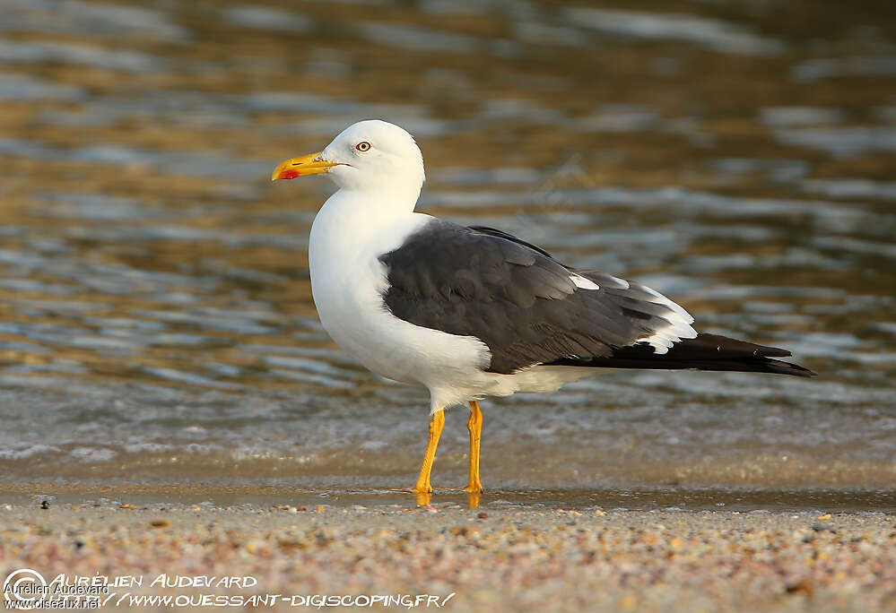 Lesser Black-backed Gulladult, identification