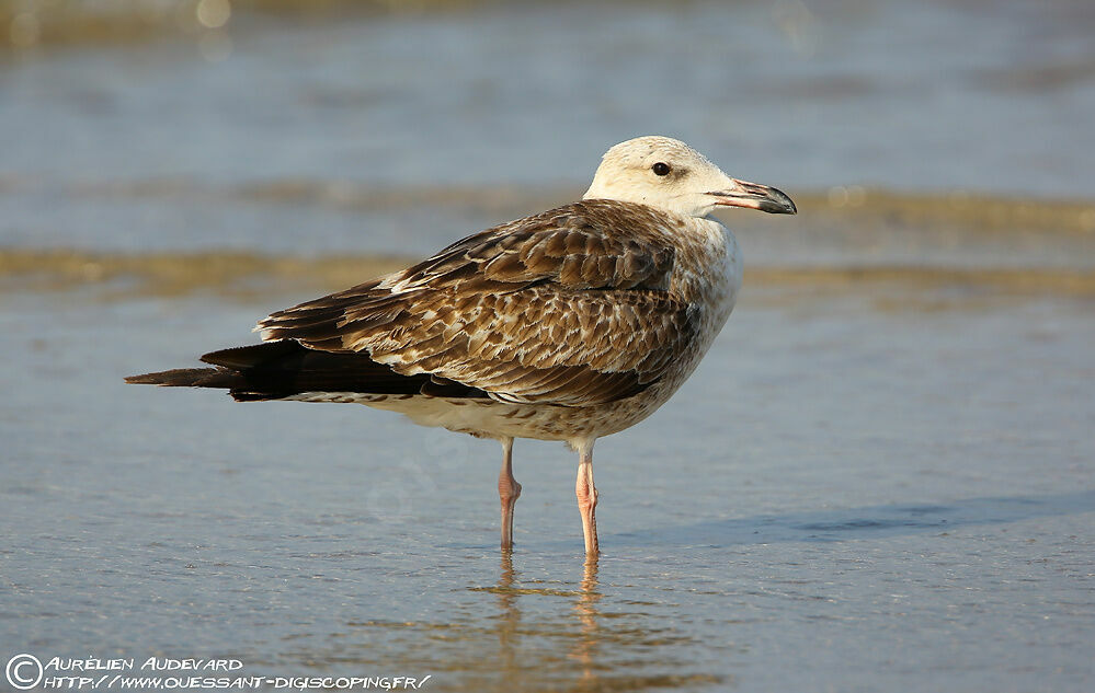 Lesser Black-backed GullFirst year