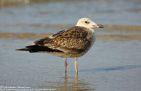 Lesser Black-backed Gull