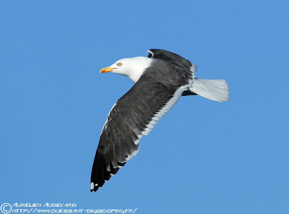 Lesser Black-backed Gulladult, Flight