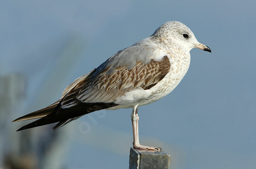 Common GullSecond year