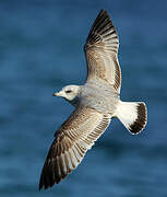 Common Gull