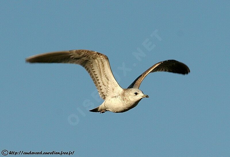 Common Gull