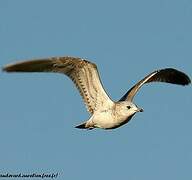 Common Gull