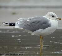 Common Gull