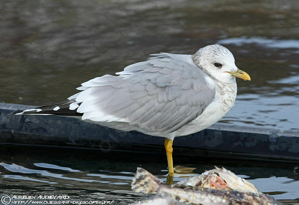 Mew Gull