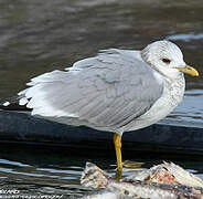 Common Gull