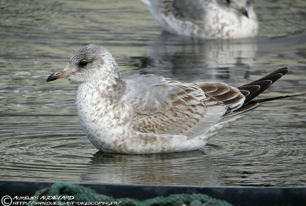 Mew Gull