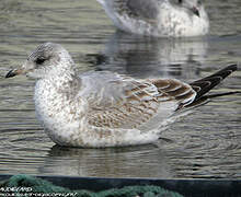 Common Gull