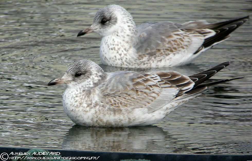 Mew Gull