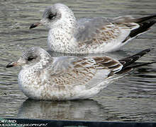 Common Gull