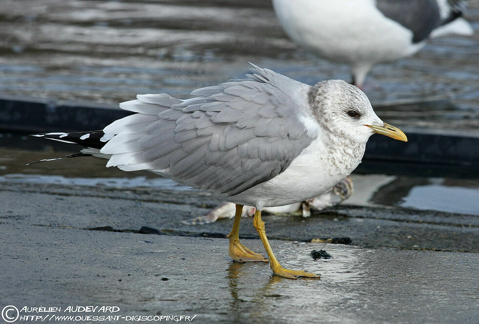 Mew Gull