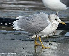 Mew Gull