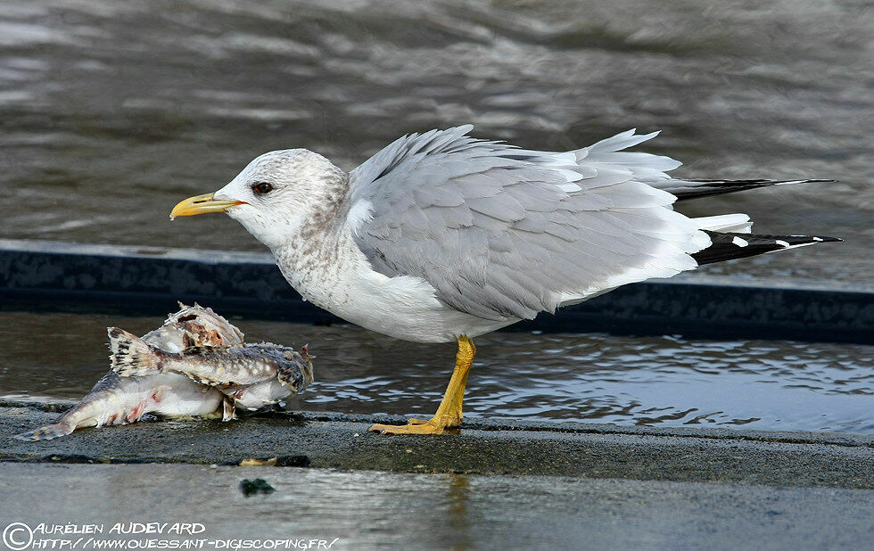 Mew Gull