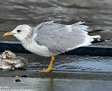 Mew Gull