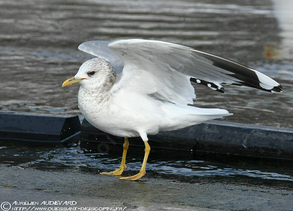 Common Gulladult post breeding