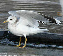 Common Gull