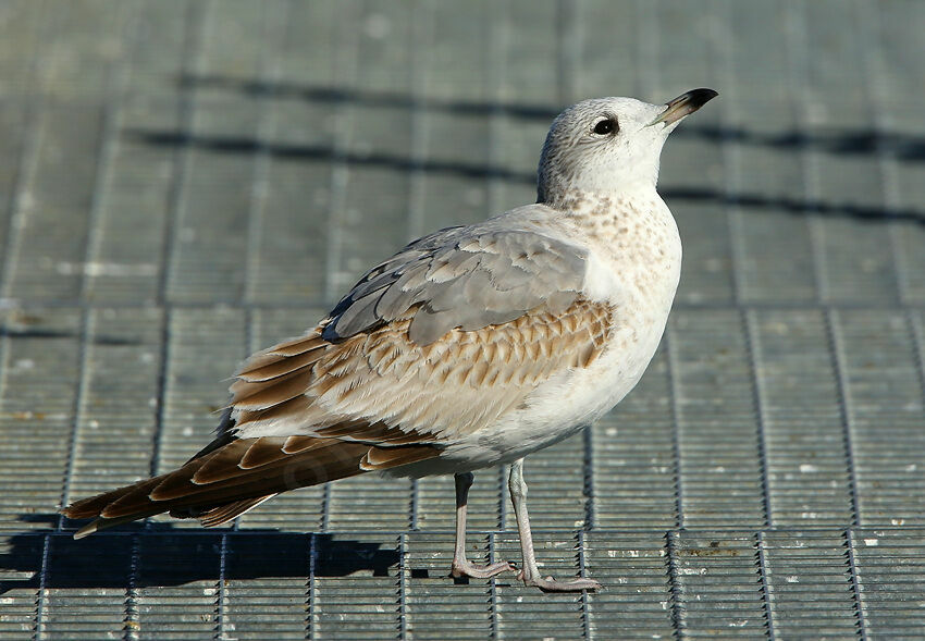 Common Gull