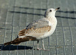 Common Gull