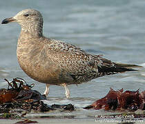 American Herring Gull