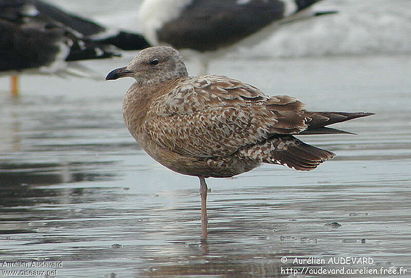 Goéland d'Amérique1ère année, identification