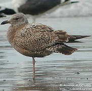 American Herring Gull