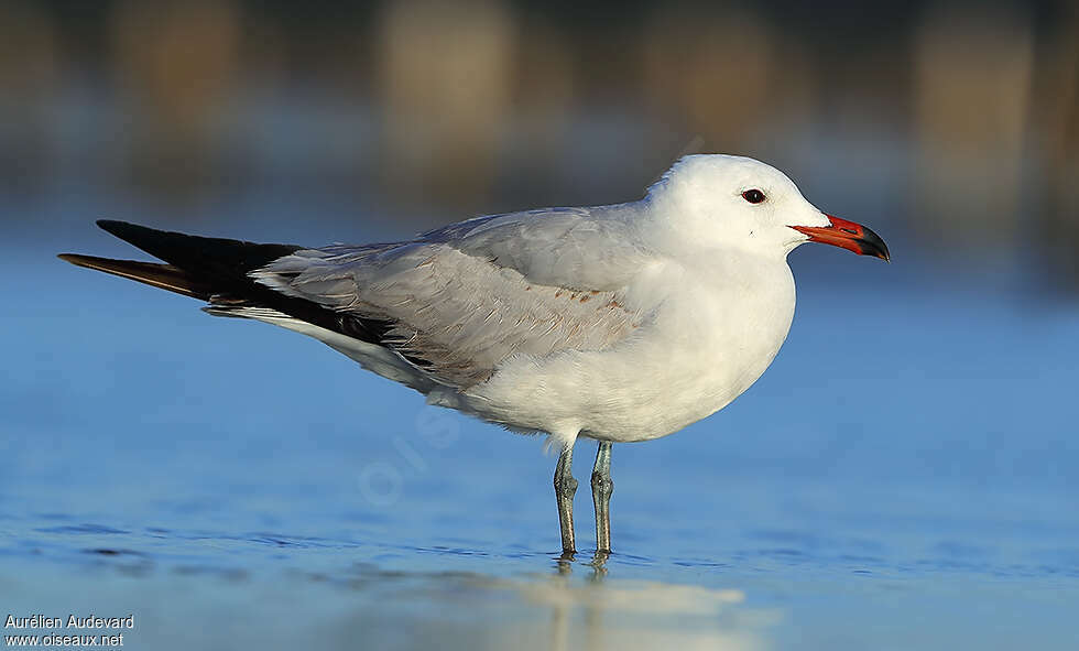 Audouin's GullThird  year, identification