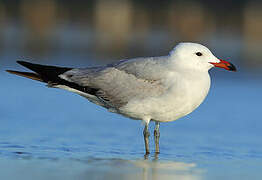 Audouin's Gull