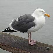 Western Gull