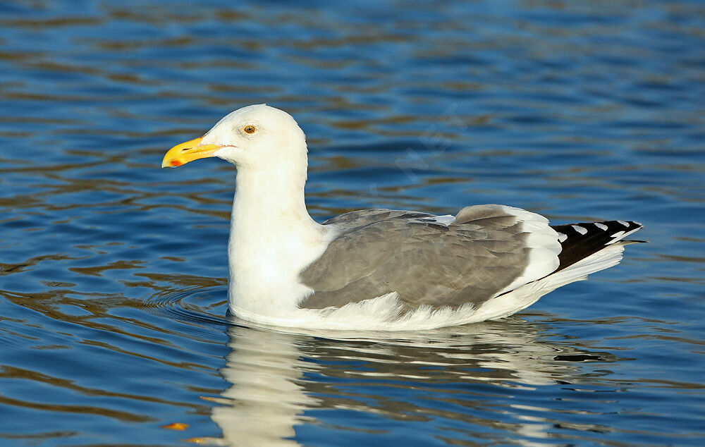 Goéland d'Audubon