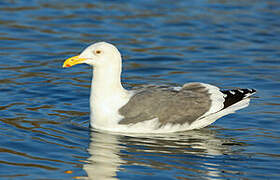 Western Gull