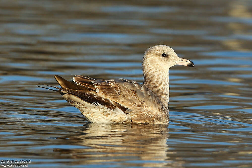 California GullSecond year, identification