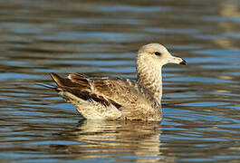 California Gull